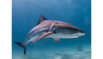 Early research shows shark antibodies carrying drugs across blood-brain barrier