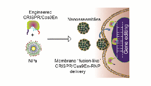Researchers develop nanoparticle delivery system for gene editing tool