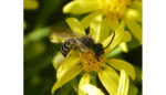 Researchers mimic bee venom strategy to help drugs get past blood-brain barrier