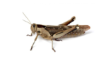 Nanoparticle spray was tested in a locust model