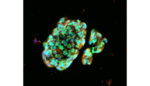 lung spheroid cell