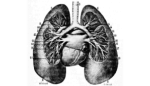 Generic lungs