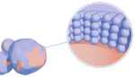 An illustration of Nanexa's PharmaShell technology.