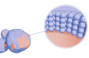 An illustration of Nanexa's PharmaShell technology.